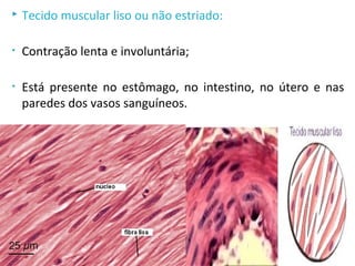  Tecido muscular liso ou não estriado:
• Contração lenta e involuntária;
• Está presente no estômago, no intestino, no útero e nas
paredes dos vasos sanguíneos.
 