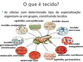  As células com determinado tipo de especialização
organizam-se em grupos, constituindo tecidos.
 