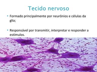  Formado principalmente por neurônios e células da
glia;
 Responsável por transmitir, interpretar e responder a
estímulos.
 