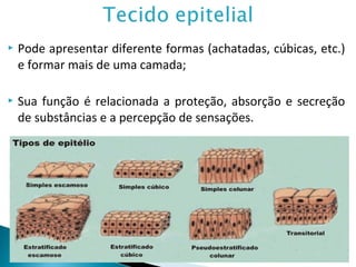  Pode apresentar diferente formas (achatadas, cúbicas, etc.)
e formar mais de uma camada;
 Sua função é relacionada a proteção, absorção e secreção
de substâncias e a percepção de sensações.
 