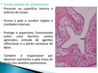  Tecido epitelial de revestimento:
• Presente na superfície interna e
externa do corpo;
• Forma a pele e recobre órgãos e
cavidades internas;
• Protege o organismo, funcionando
como uma barreira contra
agressões, entrada de agentes
infecciosos e a perda excessiva de
água;
• Também é responsável por
absorver nutrientes e pela troca de
gases nos alvéolos pulmonares.
 