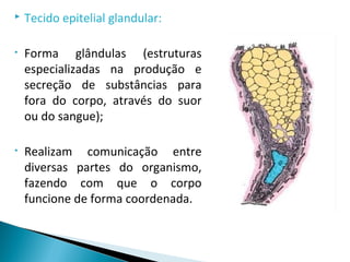  Tecido epitelial glandular:
• Forma glândulas (estruturas
especializadas na produção e
secreção de substâncias para
fora do corpo, através do suor
ou do sangue);
• Realizam comunicação entre
diversas partes do organismo,
fazendo com que o corpo
funcione de forma coordenada.
 