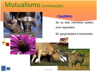 Mutualismo (continuação)
                               Facultativo:

                               Se os dois indivíduos podem
                               viver separados.

                               Ex: garça-boieira e rinoceronte.




                M.ª A. Rocha                                5
 
