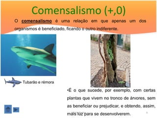 Comensalismo (+,0)
O comensalismo é uma relação em que apenas um dos
organismos é beneficiado, ficando o outro indiferente.




    Tubarão e rémora

                           •É o que sucede, por exemplo, com certas
                           plantas que vivem no tronco de árvores, sem
                           as beneficiar ou prejudicar, e obtendo, assim,
                           maisA.luz para se desenvolverem.
                            M.ª Rocha                               6
 