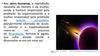 • Nos seres humanos, a reprodução
necessita do homem e da mulher,
sendo o homem responsável pela
produção do espermatozoide e a
mulher responsável pela produção
do ovócito secundário,
popularmente chamado de óvulo.
O ovócito e o espermatozoide
unem-se no processo
de fecundação, formam o zigoto,
que sofre divisão celular e
desenvolve-se em um novo ser.
Imagem retirada do endereço : https://mundoeducacao.uol.com.br/biologia/reproducao-sexuada.htm
(25.09.2021)
 
