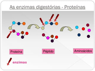 As enzimas digestórias - Proteínas
 