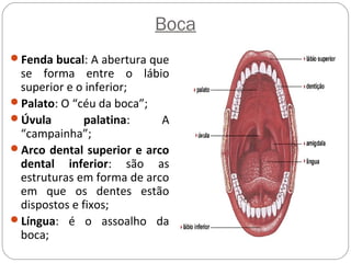 Boca
Fenda bucal: A abertura que
se forma entre o lábio
superior e o inferior;
Palato: O “céu da boca”;
Úvula palatina: A
“campainha”;
Arco dental superior e arco
dental inferior: são as
estruturas em forma de arco
em que os dentes estão
dispostos e fixos;
Língua: é o assoalho da
boca;
 