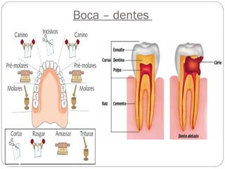 Boca – dentes
 