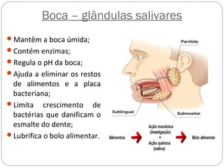 Boca – glândulas salivares
Mantêm a boca úmida;
Contém enzimas;
Regula o pH da boca;
Ajuda a eliminar os restos
de alimentos e a placa
bacteriana;
Limita crescimento de
bactérias que danificam o
esmalte do dente;
Lubrifica o bolo alimentar.
 