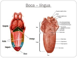 Boca – língua
 