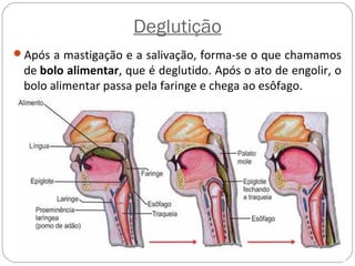 Deglutição
Após a mastigação e a salivação, forma-se o que chamamos
de bolo alimentar, que é deglutido. Após o ato de engolir, o
bolo alimentar passa pela faringe e chega ao esôfago.
 