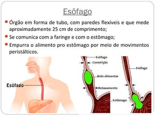 Esôfago
Órgão em forma de tubo, com paredes flexíveis e que mede
aproximadamente 25 cm de comprimento;
Se comunica com a faringe e com o estômago;
Empurra o alimento pro estômago por meio de movimentos
peristálticos.
 