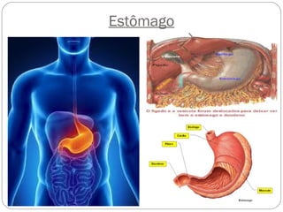 Estômago
 