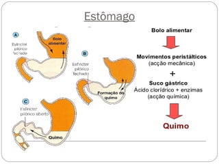 Estômago
 
