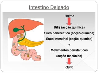Intestino Delgado
 