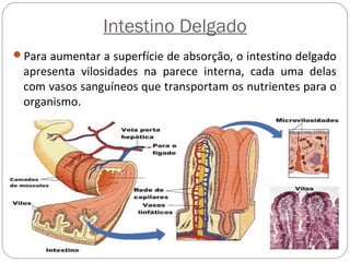 Intestino Delgado
Para aumentar a superfície de absorção, o intestino delgado
apresenta vilosidades na parece interna, cada uma delas
com vasos sanguíneos que transportam os nutrientes para o
organismo.
 