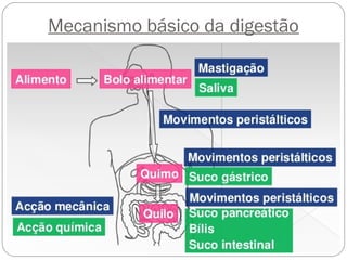 Mecanismo básico da digestão
 