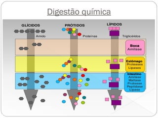 Digestão química
 