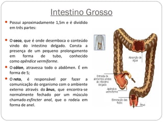 Intestino Grosso
 Possui aproximadamente 1,5m e é dividido
em três partes:
 O ceco, que é onde desemboca o conteúdo
vindo do intestino delgado. Consta a
presença de um pequeno prolongamento
em forma de tubo, conhecido
como apêndice vermiforme.
 O cólon, atravessa todo o abdômen. É em
forma de S;
 O reto, é responsável por fazer a
comunicação do organismo com o ambiente
externo através do ânus, que encontra-se
normalmente fechado por um músculo
chamado esfíncter anal, que o rodeia em
forma de anel.
 