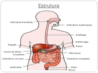 Estrutura
 