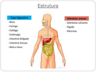 Estrutura
Tubo Digestório
- Boca
- Faringe
- Esôfago
- Estômago
- Intestino Delgado
- Intestino Grosso
- Reto e ânus
Glândulas anexas
- Glândulas salivares
- Fígado
- Pâncreas
 