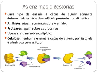 As enzimas digestórias
Cada tipo de enzima é capaz de digerir somente
determinada espécie de molécula presente nos alimentos.
Amilases: atuam somente sobre o amido;
Proteases: agem sobre as proteínas;
Lipases: atuam sobre os lipídios;
Celulose: nenhuma enzima é capaz de digerir, por isso, ela
é eliminada com as fezes.
 