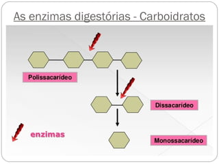 As enzimas digestórias - Carboidratos
 