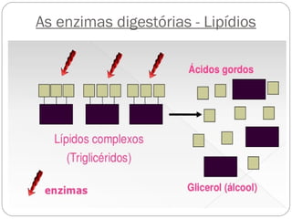 As enzimas digestórias - Lipídios
 