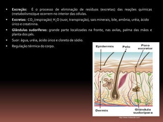  Excreção: É o processo de eliminação de resíduos (excretas) das reações químicas
(metabolismo)que ocorrem no interior das células.
 Excretas: CO2 (respiração), H2O (suor, transpiração), sais minerais, bile, amônia, uréia, ácido
úrico e creatinina.
 Glândulas sudoríferas: grande parte localizadas na fronte, nas axilas, palma das mãos e
planta dos pés.
 Suor: água, uréia, ácido úrico e cloreto de sódio.
 Regulação térmica do corpo.
http://www.mdsaude.com/
 