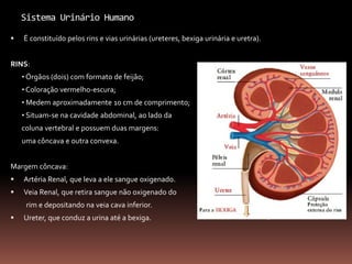 Sistema Urinário Humano
 É constituído pelos rins e vias urinárias (ureteres, bexiga urinária e uretra).
RINS:
• Órgãos (dois) com formato de feijão;
• Coloração vermelho-escura;
• Medem aproximadamente 10 cm de comprimento;
• Situam-se na cavidade abdominal, ao lado da
coluna vertebral e possuem duas margens:
uma côncava e outra convexa.
Margem côncava:
 Artéria Renal, que leva a ele sangue oxigenado.
 Veia Renal, que retira sangue não oxigenado do
rim e depositando na veia cava inferior.
 Ureter, que conduz a urina até a bexiga. algosobre.com.br
 