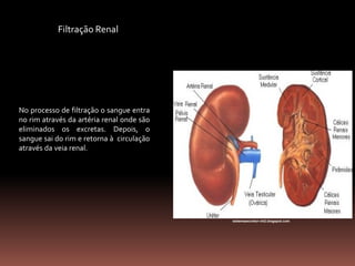 No processo de filtração o sangue entra
no rim através da artéria renal onde são
eliminados os excretas. Depois, o
sangue sai do rim e retorna à circulação
através da veia renal.
sistemaexcretor-nh2.blogspot.com
Filtração Renal
 