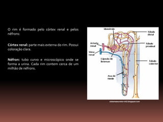 O rim é formado pelo córtex renal e pelos
néfrons:
Córtex renal: parte mais externa do rim. Possui
coloração clara.
Néfron: tubo curvo e microscópico onde se
forma a urina. Cada rim contem cerca de um
milhão de néfrons.
sistemaexcretor-nh2.blogspot.com
 