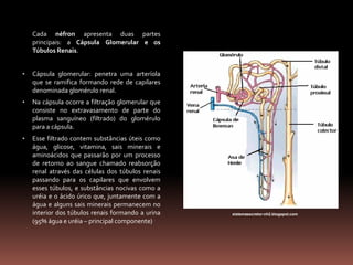 Cada néfron apresenta duas partes
principais: a Cápsula Glomerular e os
Túbulos Renais.
• Cápsula glomerular: penetra uma arteríola
que se ramifica formando rede de capilares
denominada glomérulo renal.
• Na cápsula ocorre a filtração glomerular que
consiste no extravasamento de parte do
plasma sanguíneo (filtrado) do glomérulo
para a cápsula.
• Esse filtrado contem substâncias úteis como
água, glicose, vitamina, sais minerais e
aminoácidos que passarão por um processo
de retorno ao sangue chamado reabsorção
renal através das células dos túbulos renais
passando para os capilares que envolvem
esses túbulos, e substâncias nocivas como a
uréia e o ácido úrico que, juntamente com a
água e alguns sais minerais permanecem no
interior dos túbulos renais formando a urina
(95% água e uréia – principal componente)
sistemaexcretor-nh2.blogspot.com
 