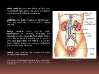 Pelvis renal: estrutura em forma de funil com
responsável pela coleta da urina (produzida
nos rins) e conduzi-la até os ureteres.
Ureteres: dois tubos musculares compridos e
finos que conduzem a urina até a bexiga
urinária.
Bexiga urinária: bolsa muscular onde
desembocam os ureteres, localizada na
cavidade pélvica e servindo de depósito para a
urina. Ela aumenta à medida que acumula a
urina (sua capacidade em média = 1,5 l). Na
parte inferior possui um músculo (esfíncter)
que controla o ato de urinar.
Uretra: tubo muscular que transporta a urina
da bexiga até o exterior.
* Nos homens ela mede aproximadamente 18 cm e conduz, além
da urina, sêmen; na mulher mede cerca de 6 cm e conduz
somente urina.
infoheloisaeluana.blogspot.com
 