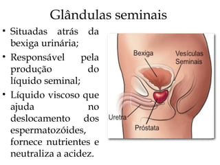 Glândulas seminais
• Situadas atrás da
bexiga urinária;
• Responsável pela
produção do
líquido seminal;
• Líquido viscoso que
ajuda no
deslocamento dos
espermatozóides,
fornece nutrientes e
neutraliza a acidez.
 