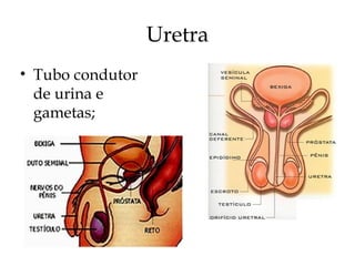 Uretra
• Tubo condutor
de urina e
gametas;
 