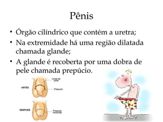 Pênis
• Órgão cilíndrico que contém a uretra;
• Na extremidade há uma região dilatada
chamada glande;
• A glande é recoberta por uma dobra de
pele chamada prepúcio.
 