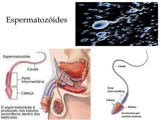 Espermatozóides
 