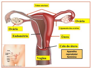 Tubas uterinas Infundíbulo
Ovário
Ovário
Ligamento dos ovários
Útero
Colo do útero
Vagina
AparelhoAparelho
reprodutorreprodutor
femininofeminino
Endométrio
 