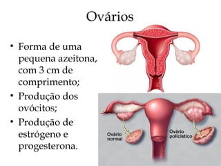 Ovários
• Forma de uma
pequena azeitona,
com 3 cm de
comprimento;
• Produção dos
ovócitos;
• Produção de
estrógeno e
progesterona.
 