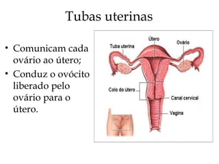 Tubas uterinas
• Comunicam cada
ovário ao útero;
• Conduz o ovócito
liberado pelo
ovário para o
útero.
 