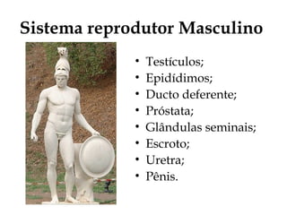 Sistema reprodutor Masculino
• Testículos;
• Epidídimos;
• Ducto deferente;
• Próstata;
• Glândulas seminais;
• Escroto;
• Uretra;
• Pênis.
 