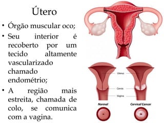 Útero
• Órgão muscular oco;
• Seu interior é
recoberto por um
tecido altamente
vascularizado
chamado
endométrio;
• A região mais
estreita, chamada de
colo, se comunica
com a vagina.
 
