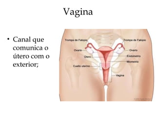 Vagina
• Canal que
comunica o
útero com o
exterior;
 