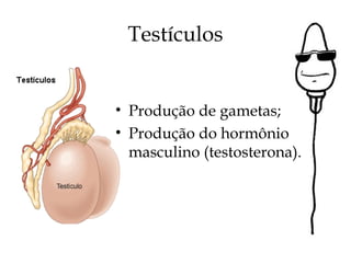 Testículos
• Produção de gametas;
• Produção do hormônio
masculino (testosterona).
 