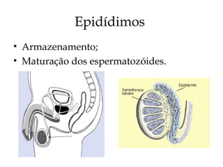 Epidídimos
• Armazenamento;
• Maturação dos espermatozóides.
 