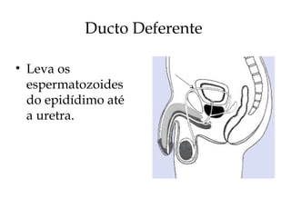 Ducto Deferente
• Leva os
espermatozoides
do epidídimo até
a uretra.
 