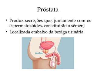 Próstata
• Produz secreções que, juntamente com os
espermatozóides, constituirão o sêmen;
• Localizada embaixo da bexiga urinária.
 