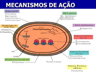 16
16
MECANISMOS DE AÇÃO
MECANISMOS DE AÇÃO
 