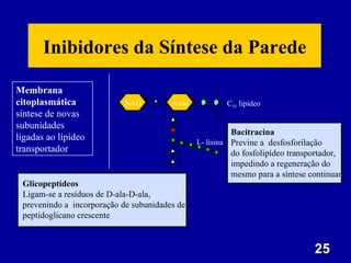 25
25
Membrana
citoplasmática
síntese de novas
subunidades
ligadas ao lípídeo
transportador
Glicopeptídeos
Ligam-se a resíduos de D-ala-D-ala,
prevenindo a incorporação de subunidades de
peptidoglicano crescente
Bacitracina
Previne a desfosforilação
do fosfolipídeo transportador,
impedindo a regeneração do
mesmo para a síntese continuar
C55 lipídeo
NAG NAM P P
L- lisina
Inibidores da Síntese da Parede
 